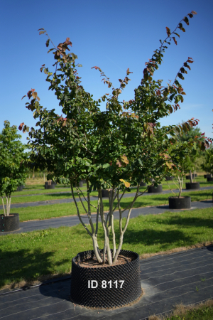 Christoph-Ulmer-Baumschulen-Weilheim-Teck-8117-Parrotia-persica-Eisenholzbaum-Schirmform