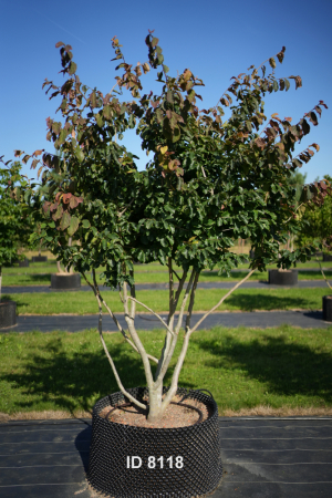 Christoph-Ulmer-Baumschulen-Weilheim-Teck-8118-Parrotia-persica-Eisenholzbaum-Schirmform