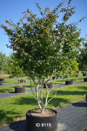 Christoph-Ulmer-Baumschulen-Weilheim-Teck-8119-Parrotia-persica-Eisenholzbaum-Schirmform