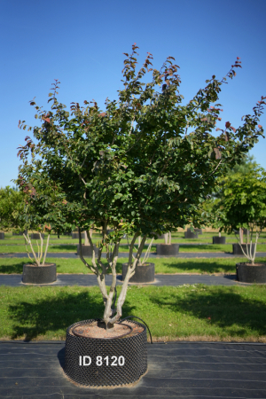 Christoph-Ulmer-Baumschulen-Weilheim-Teck-8120-Parrotia-persica-Eisenholzbaum-Schirmform