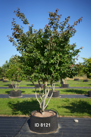 Christoph-Ulmer-Baumschulen-Weilheim-Teck-8121-Parrotia-persica-Eisenholzbaum-Schirmform