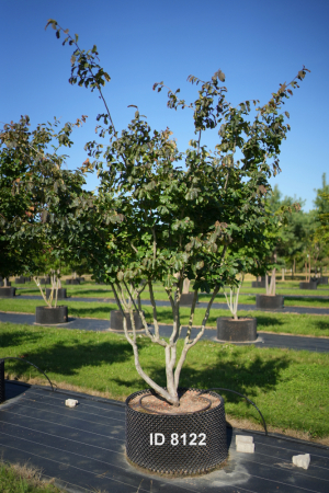 Christoph-Ulmer-Baumschulen-Weilheim-Teck-8122-Parrotia-persica-Eisenholzbaum-Schirmform