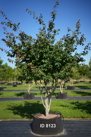 Christoph-Ulmer-Baumschulen-Weilheim-Teck-8123-Parrotia-persica-Eisenholzbaum-Schirmform