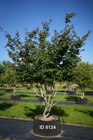 Christoph-Ulmer-Baumschulen-Weilheim-Teck-8124-Parrotia-persica-Eisenholzbaum-Schirmform