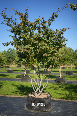 Christoph-Ulmer-Baumschulen-Weilheim-Teck-8125-Parrotia-persica-Eisenholzbaum-Schirmform