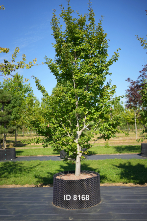 Christoph-Ulmer-Baumschulen-Weilheim-Teck-8168-Parrotia-persica-Eisenholzbaum-einstaemmig