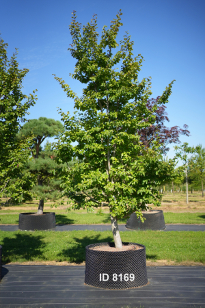 Christoph-Ulmer-Baumschulen-Weilheim-Teck-8169-Parrotia-persica-Eisenholzbaum-einstaemmig