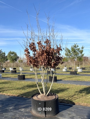 Christoph-Ulmer-Baumschulen-Weilheim-Teck-8209-Parrotia-persica-Eisenholzbaum-Schirmform