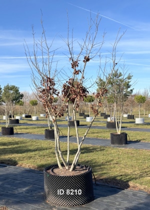 Christoph-Ulmer-Baumschulen-Weilheim-Teck-8210-Parrotia-persica-Eisenholzbaum-Schirmform