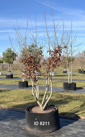 Christoph-Ulmer-Baumschulen-Weilheim-Teck-8211-Parrotia-persica-Eisenholzbaum-Schirmform