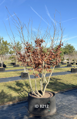 Christoph-Ulmer-Baumschulen-Weilheim-Teck-8212-Parrotia-persica-Eisenholzbaum-Schirmform