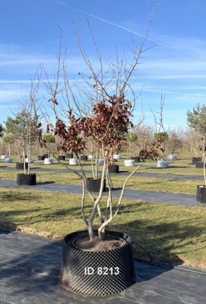 Christoph-Ulmer-Baumschulen-Weilheim-Teck-8213-Parrotia-persica-Eisenholzbaum-Schirmform