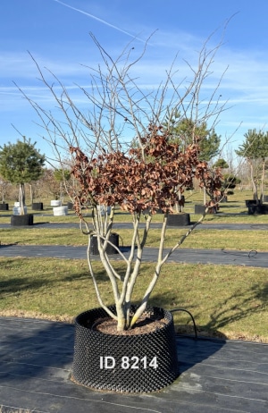 Christoph-Ulmer-Baumschulen-Weilheim-Teck-8214-Parrotia-persica-Eisenholzbaum-Schirmform