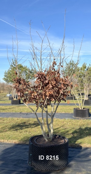 Christoph-Ulmer-Baumschulen-Weilheim-Teck-8215-Parrotia-persica-Eisenholzbaum-Schirmform