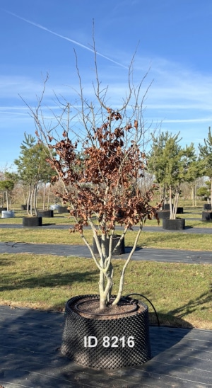Christoph-Ulmer-Baumschulen-Weilheim-Teck-8216-Parrotia-persica-Eisenholzbaum-Schirmform
