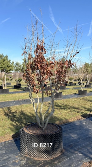 Christoph-Ulmer-Baumschulen-Weilheim-Teck-8217-Parrotia-persica-Eisenholzbaum-Schirmform