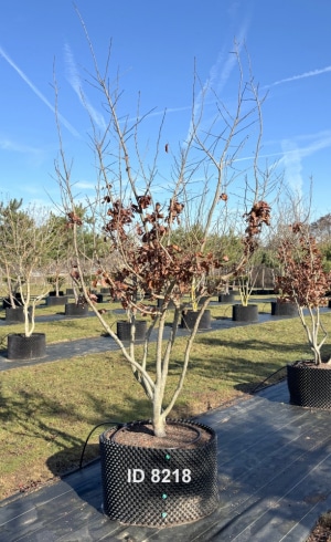 Christoph-Ulmer-Baumschulen-Weilheim-Teck-8218-Parrotia-persica-Eisenholzbaum-Schirmform