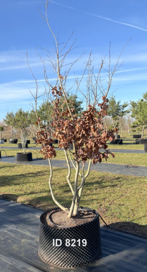 Christoph-Ulmer-Baumschulen-Weilheim-Teck-8219-Parrotia-persica-Eisenholzbaum-Schirmform