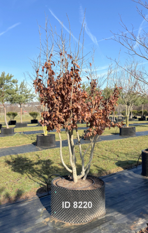 Christoph-Ulmer-Baumschulen-Weilheim-Teck-8220-Parrotia-persica-Eisenholzbaum-Schirmform