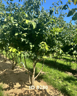 Eisenholzbäume_Lieferant - 7