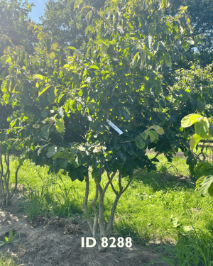 Eisenholzbäume_Lieferant - 15