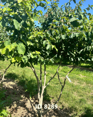 Eisenholzbäume_Lieferant - 16