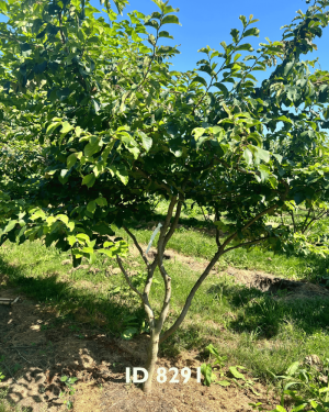Eisenholzbäume_Lieferant - 18