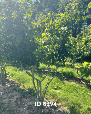 Eisenholzbäume_Lieferant - 21