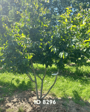 Eisenholzbäume_Lieferant - 23