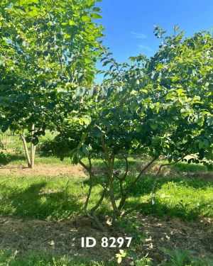 Eisenholzbäume_Lieferant - 24