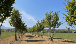 Christoph-Ulmer-Baumschulen-Weilheim-Teck-Aktuelle-Schirmfomen-Parrotia-persica-Schirme