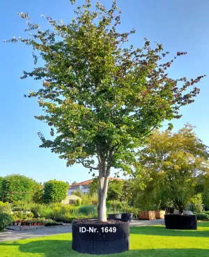 Christoph-Ulmer-Baumschulen-Weilheim-Teck-Aktuelle-Solitaergehoelze-1649-Parrotia-persica-III.jpg.webp