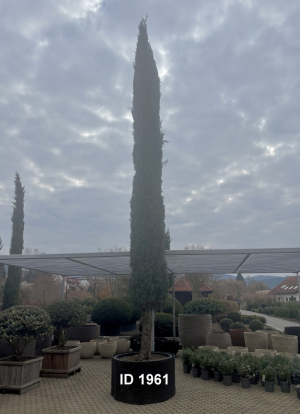Christoph-Ulmer-Baumschulen-Weilheim-Teck-1961-Cupressus-sempervirens-Bolgheri-Mittelmeerzypresse