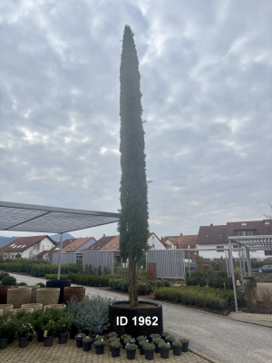 Christoph-Ulmer-Baumschulen-Weilheim-Teck-1962-Cupressus-sempervirens-Bolgheri-Mittelmeerzypresse
