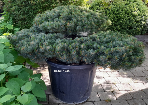Christoph-Ulmer-Baumschulen-Weilheim-Teck-Aktuelle-Formgehoelze-1245-Pinus-parviflora-Pentaphylla-I