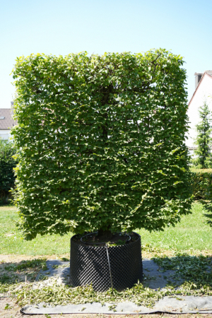 Christoph-Ulmer-Baumschulen-Weilheim-Teck-Hainbuchen-Spalier
