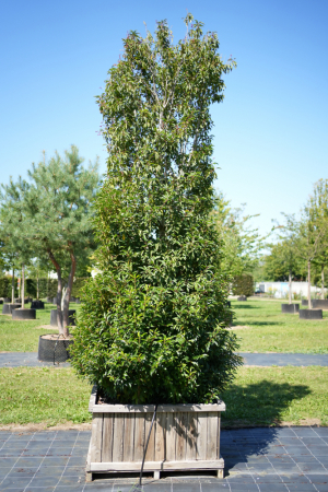 Christoph-Ulmer-Baumschulen-Weilheim-Teck-KeineID-Prunus-lusitanica-Port.-Kirschlorbeer-Kegel