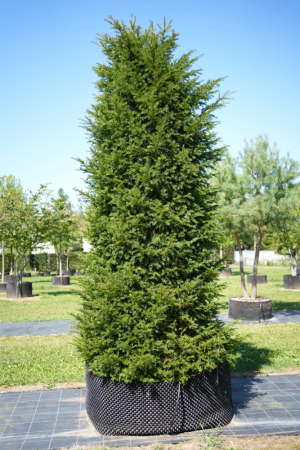 Christoph-Ulmer-Baumschulen-Weilheim-Teck-KeineID-Taxus-baccata-Kegel-001