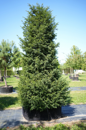 Christoph-Ulmer-Baumschulen-Weilheim-Teck-KeineID-Taxus-baccata-Kegel