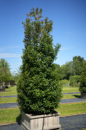 Christoph-Ulmer-Baumschulen-Weilheim-Teck-Prunus-lusitanica-Kegel-Portugiesischer-Kirschlorbeer-001