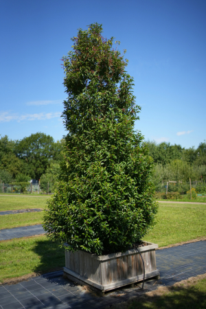 Christoph-Ulmer-Baumschulen-Weilheim-Teck-Prunus-lusitanica-Kegel-Portugiesischer-Kirschlorbeer
