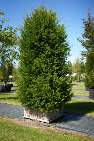 Christoph-Ulmer-Baumschulen-Weilheim-Teck-Taxus-baccata-Kegel