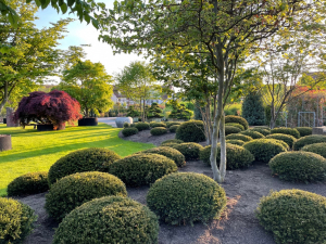 Christoph-Ulmer-Baumschulen-Weilheim-Teck-Aktuelle-Formgehoelze-Juni-2022