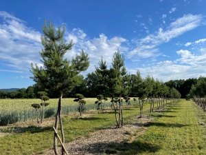 Christoph-Ulmer-Baumschulen-Weilheim-Teck-Aktuelle-Formgehoelze-Pinus-sylvestris-abstrakt-mehrst-2