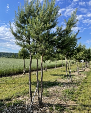 Christoph-Ulmer-Baumschulen-Weilheim-Teck-Aktuelle-Formgehoelze-Pinus-sylvestris-abstrakt-mehrst