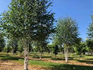 Christoph-Ulmer-Baumschulen-Weilheim-Teck-Formgehoelze-Betula-utilis-jacquemontii-mehrstaemmig-07-19a