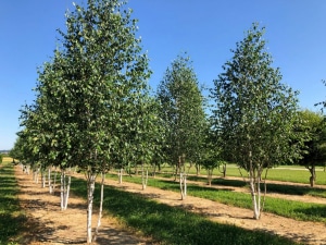 Christoph-Ulmer-Baumschulen-Weilheim-Teck-Formgehoelze-Betula-utilis-jacquemontii-mehrstaemmig-07-19b.jpg