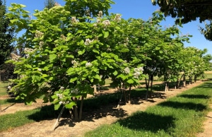 Christoph-Ulmer-Baumschulen-Weilheim-Teck-Formgehoelze-Catalpa-bignonioides-mehrstaemmig-07-19