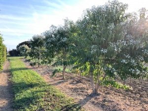 Christoph-Ulmer-Baumschulen-Weilheim-Teck-Formgehoelze-Heptacodium