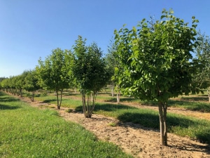 Christoph-Ulmer-Baumschulen-Weilheim-Teck-Formgehoelze-Magnolia-kobus-mehrstaemmig-07-19-1